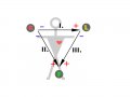 800px-ECG-Einthoven-triangle.svg.gif