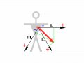 800px-ECG-Einthoven-vect2.svg.gif