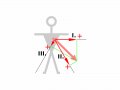 800px-ECG-Einthoven-vect3.svg.gif