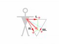 800px-ECG-Einthoven-vect4.svg.gif