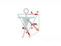 800px-ECG-Einthoven-vect5.svg.gif