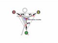 800px-ECG-Wilson.svg.gif