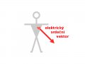 800px-ECG-srdecni-vektor.svg.gif