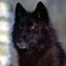 blackwolf