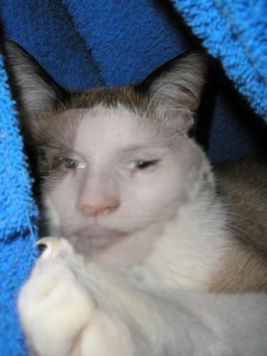 kocka